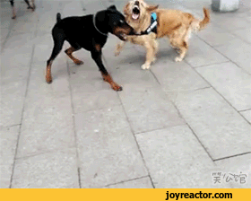 gif-dogs-fight-3350762.gif