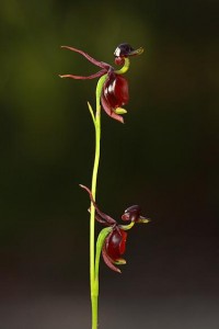 Flying-duck-Orchid-200x300.jpg