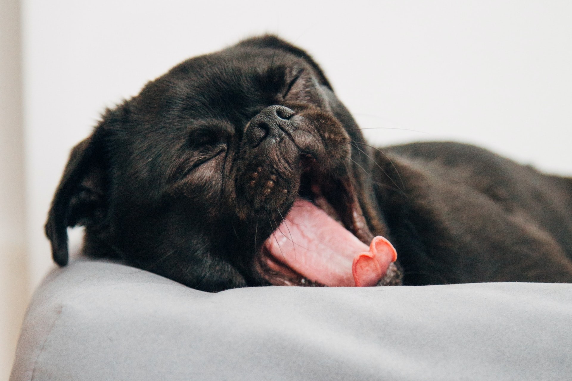 sleepy-puppy-yawn.jpg