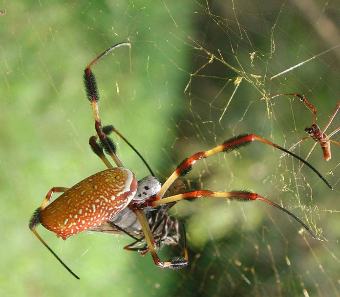 Golden_silk_spider_-_Nephila_clavipes-696x607.jpg