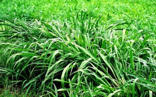 guiniea_grass.jpg