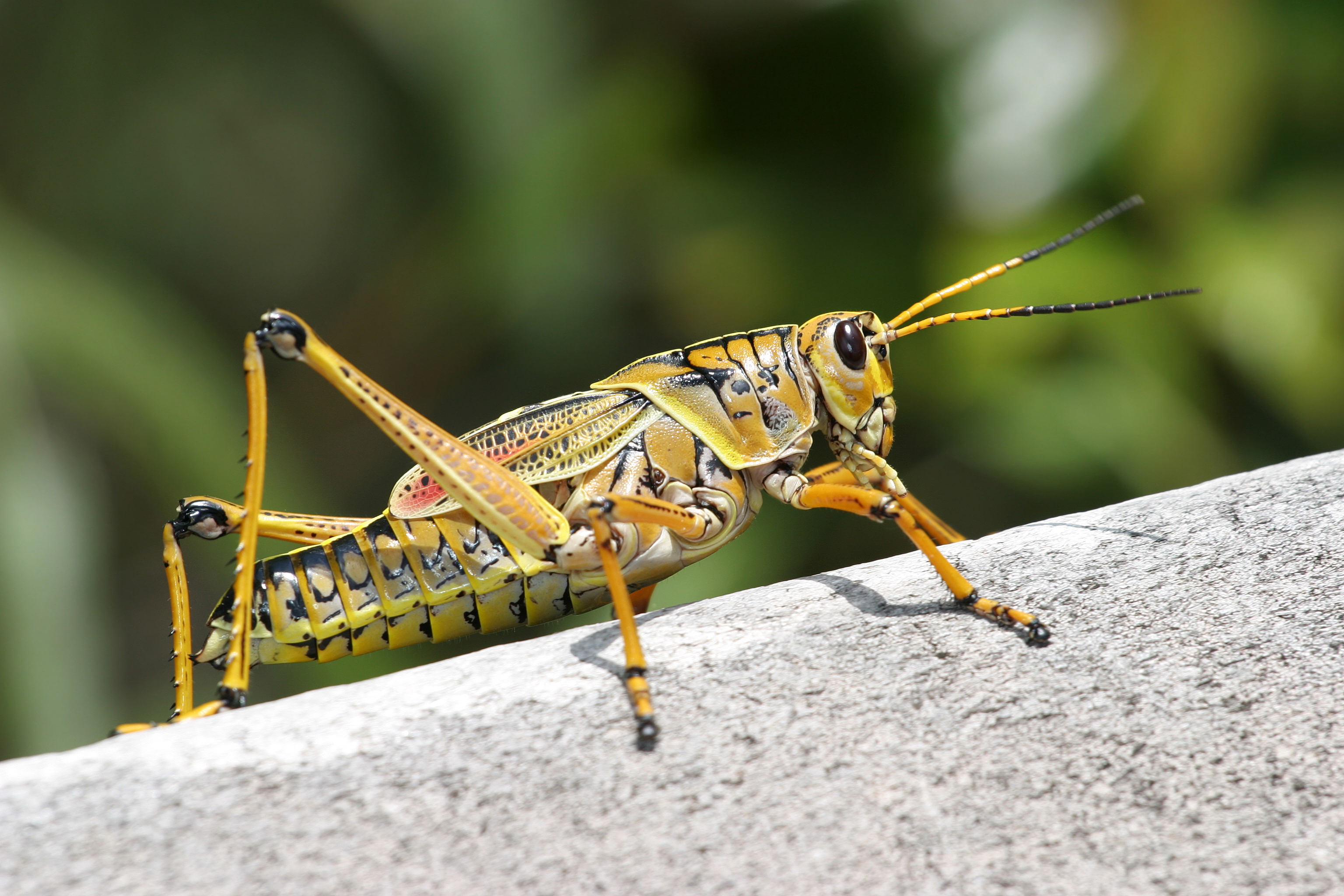 Grasshopper_2.JPG