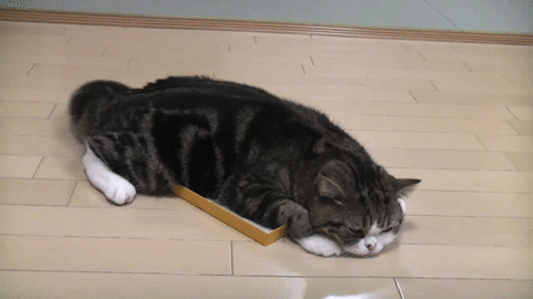 CatPaperback.gif
