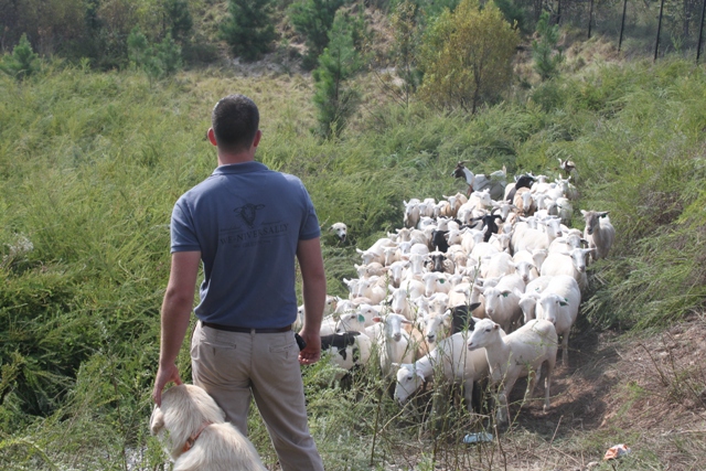 ATL-SHEEP-and-sheepherder.jpg