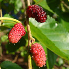 white-mulberry.jpg