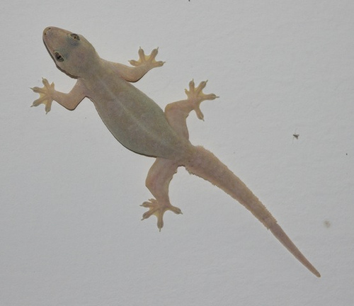 lizard.jpg