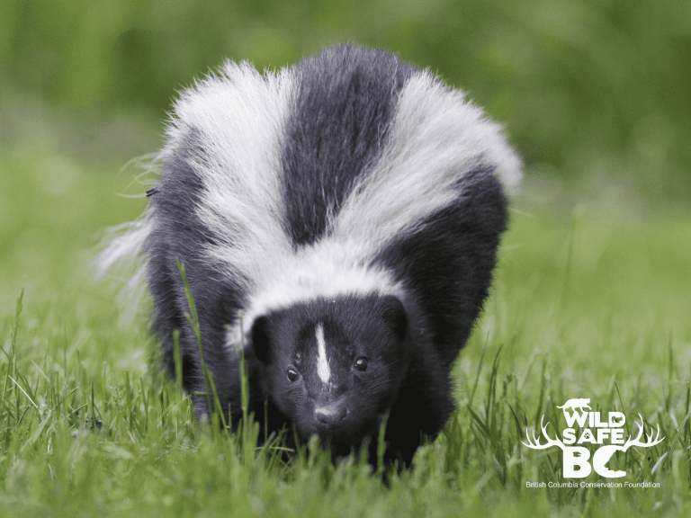 wildsafebc-skunk-glamshot-min-768x576.png