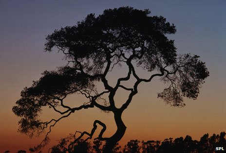 _71139550_c0157665-coast_live_oak,_qu.jpg
