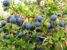 Berberis-aristata-3.jpg
