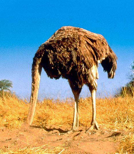 ostrich.jpg