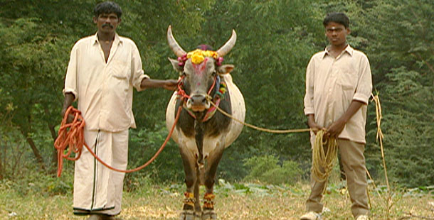 610_holycow_hinduism.jpg