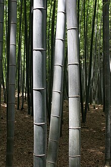 220px-BambooKyoto.jpg