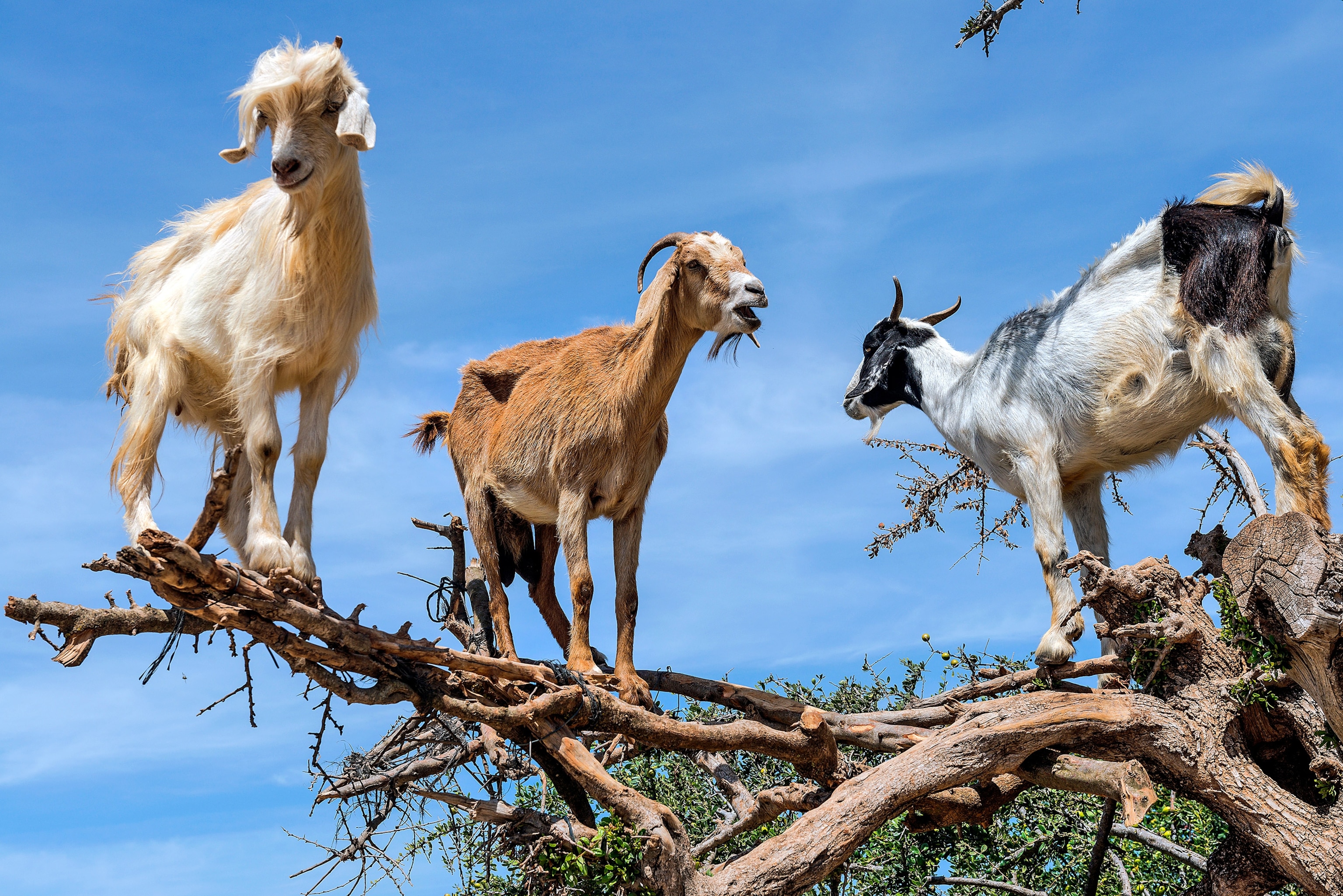 tree-goats-morocco.jpg