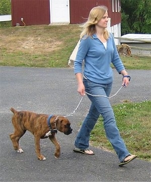 DogWalking2.jpg