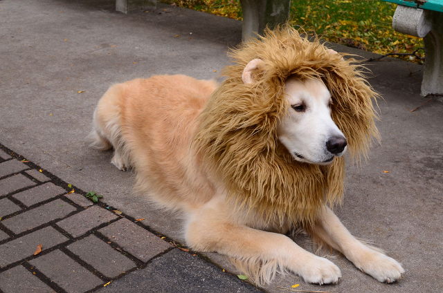 lion1.jpg