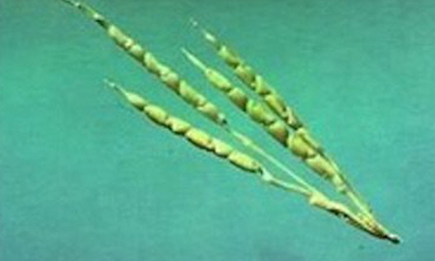 576fdc3e942f8.jpg