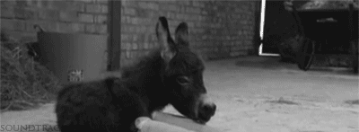 tumblr_mjsrzxkInL1qe2thio1_400.gif