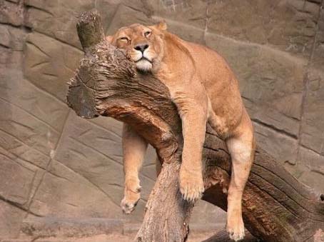sleeping-lion.jpg
