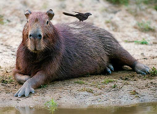 capy-chillin-riverside.jpg