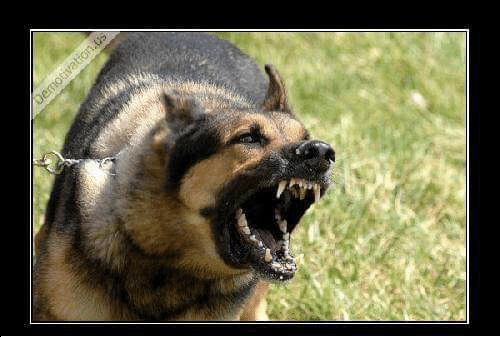 a-wise-chinese-man-once-said-if-a-dog-barks-29526362.png