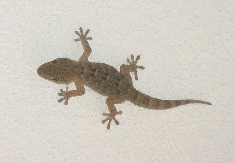 lizard2.jpg