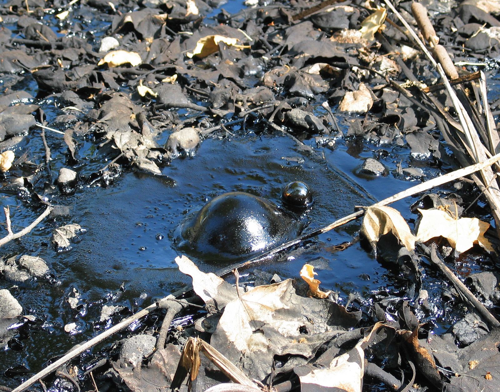 Tar-bubble-La-Brea-Pits-Calif-Los.jpg