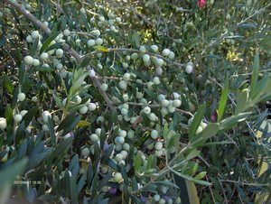 20121130151207.JPG