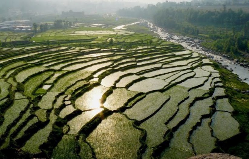 Rice.jpg