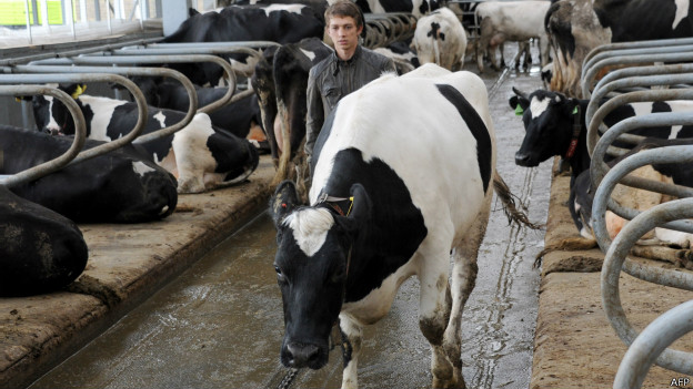 140128092624_cow_624x351_afp.jpg