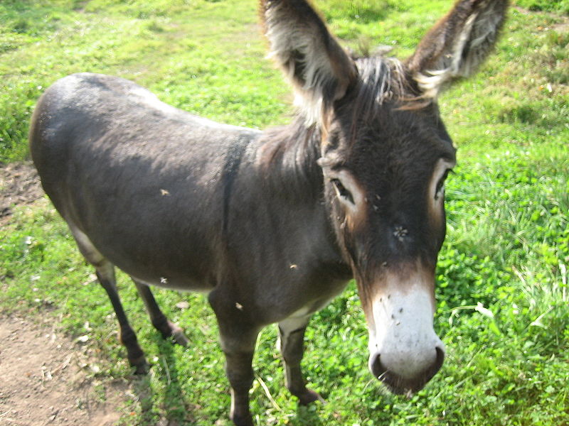 donkey.jpg