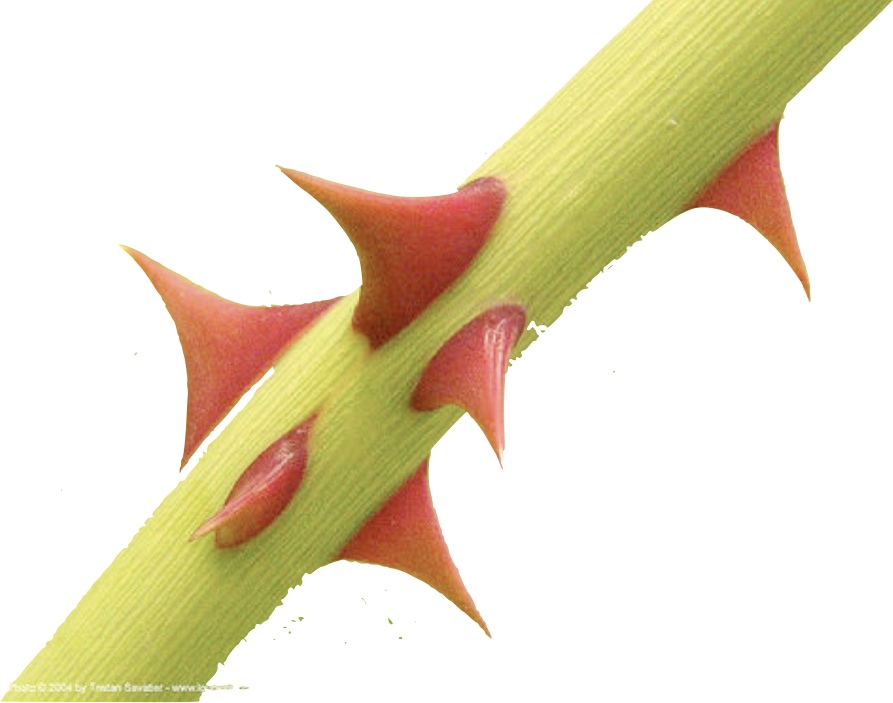 thorns2.jpg