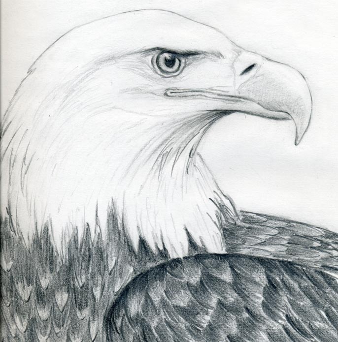 draw-a-bald-eagle07.jpg