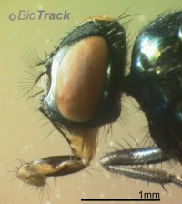 sheepfly.jpg