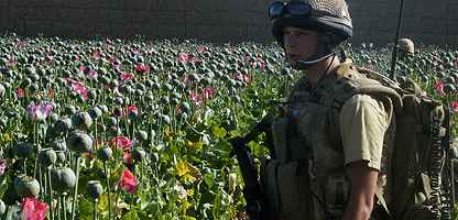 _44615530_poppies7_416.jpg