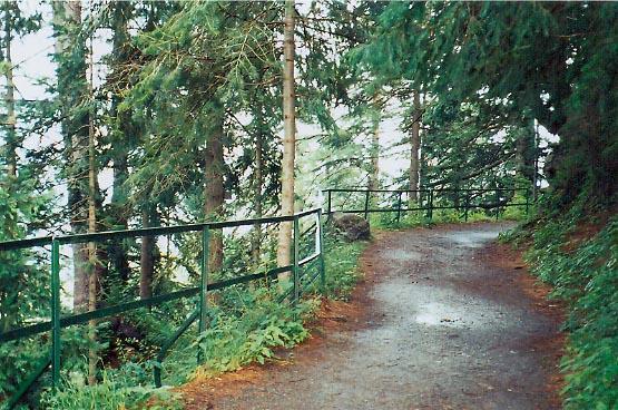 Dongagali-a-row-of-trees-on-trek.jpg