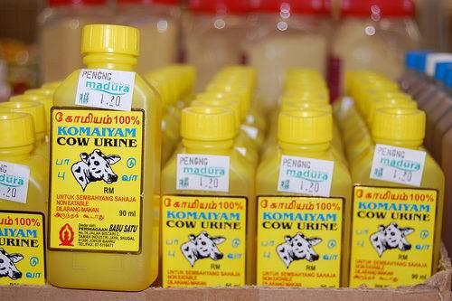 cowurine.jpg