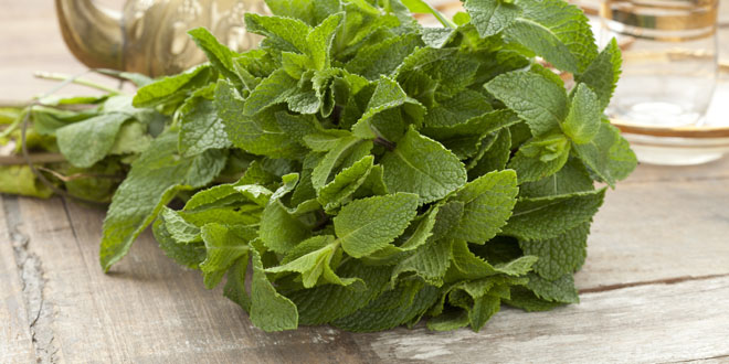 podina.jpg
