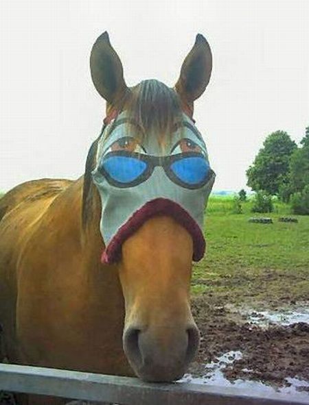 funny-horse-blinder.jpg