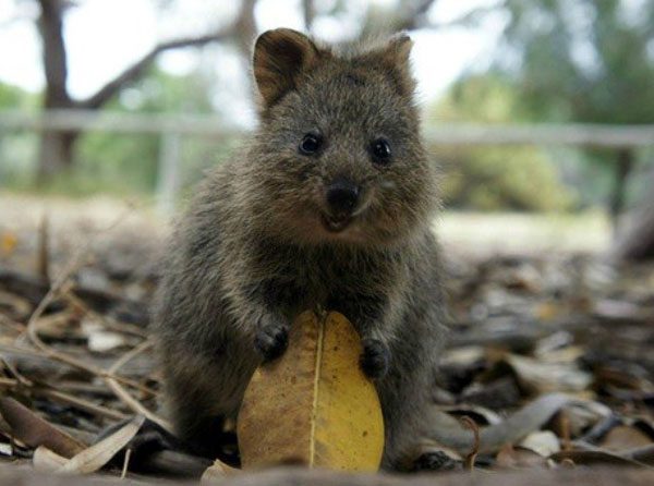 quokka1.jpg