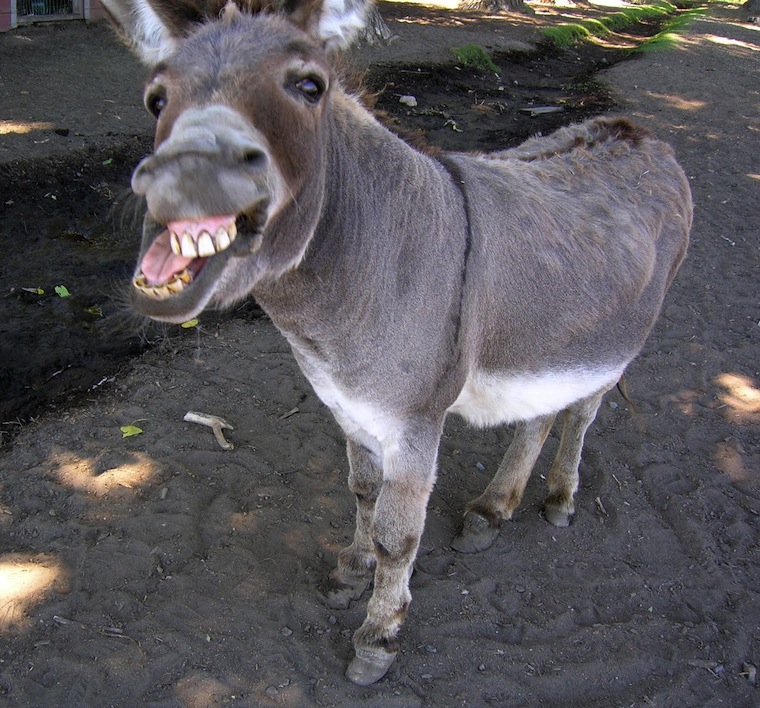 donkey2.jpg