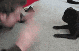copying-1-funny-junk_1421232068.gif