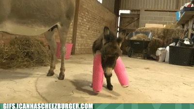lil-busted-donkey