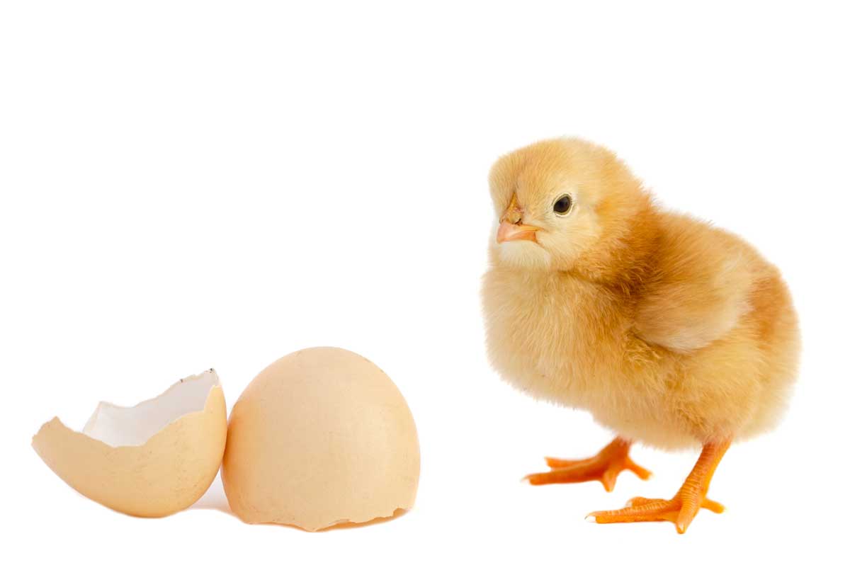chicken-the-egg.jpg
