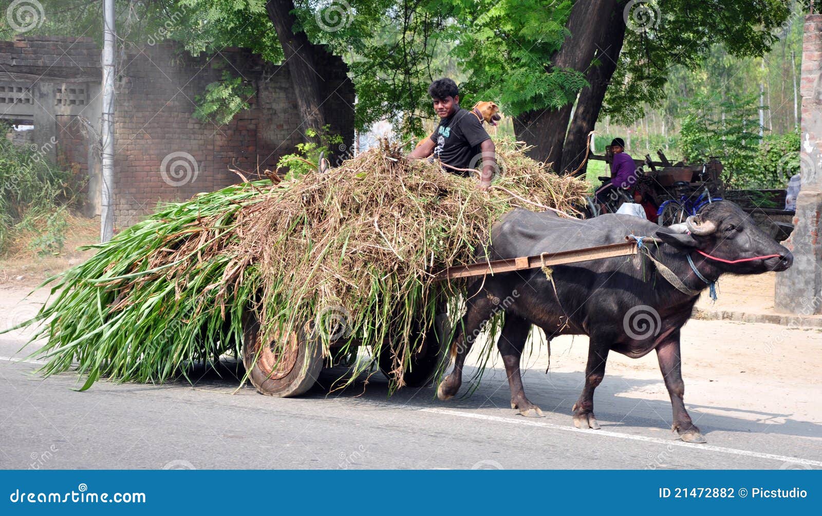indian-rural-life-21472882.jpg