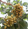 pistachio-bunch.png