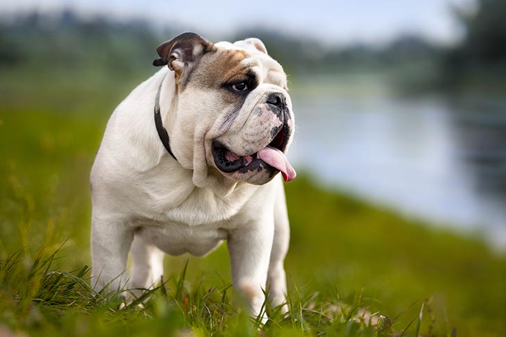 Bulldog-standing-in-the-grass.jpg