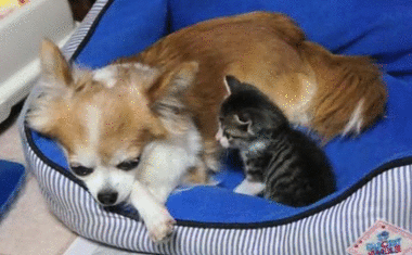 tumblr_mgict23bkv1rtbmh0o1_400.gif