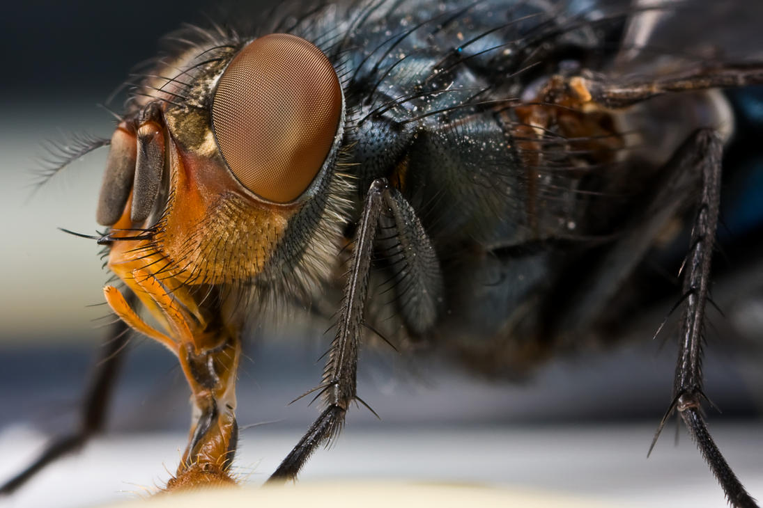 housefly_ii_by_dalantech.jpg