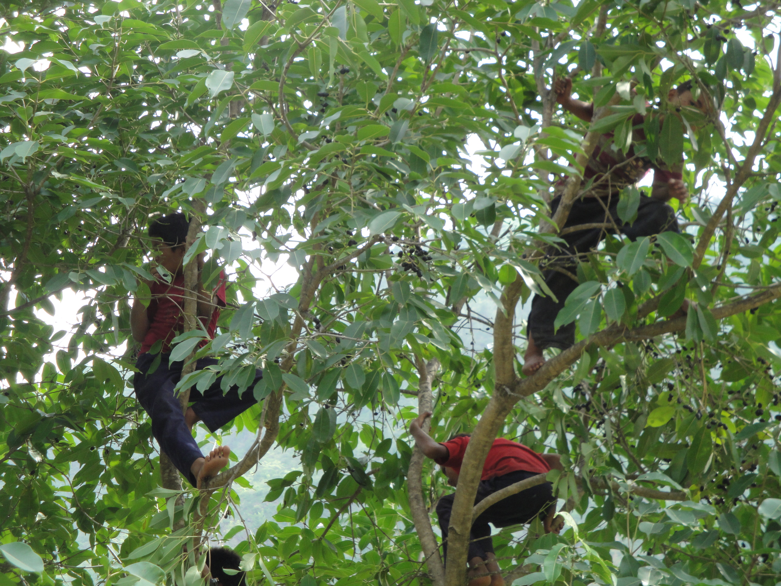 Jamun_Tree_01.jpg