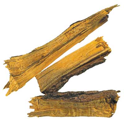 Dar-hald-Berberis_Aristata-Sumbloo.jpg